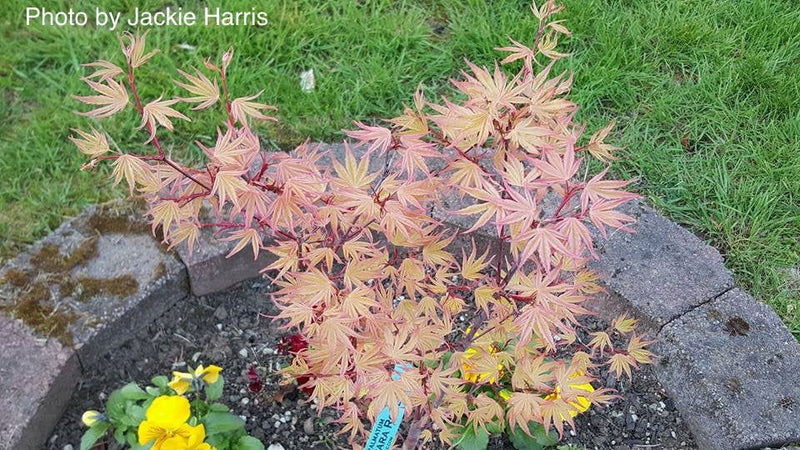 - Acer palmatum 'Kawahara Rose' Japanese Maple - Mr Maple │ Buy Japanese Maple Trees
