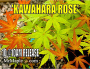 - Acer palmatum 'Kawahara Rose' Japanese Maple - Mr Maple │ Buy Japanese Maple Trees