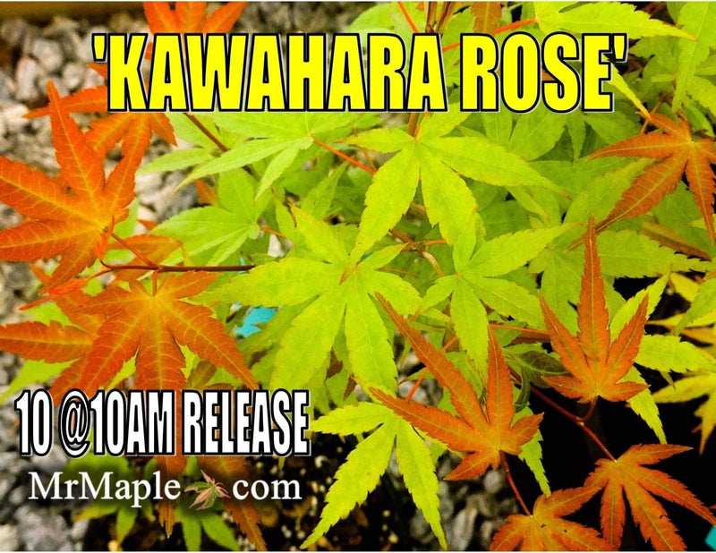 - Acer palmatum 'Kawahara Rose' Japanese Maple - Mr Maple │ Buy Japanese Maple Trees