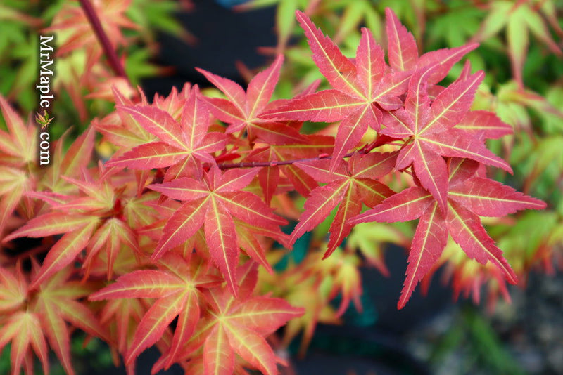 - Acer palmatum 'Kawahara Rose' Japanese Maple - Mr Maple │ Buy Japanese Maple Trees