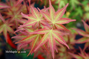 - Acer palmatum 'Kawahara Rose' Japanese Maple - Mr Maple │ Buy Japanese Maple Trees