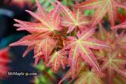- Acer palmatum 'Kawahara Rose' Japanese Maple - Mr Maple │ Buy Japanese Maple Trees