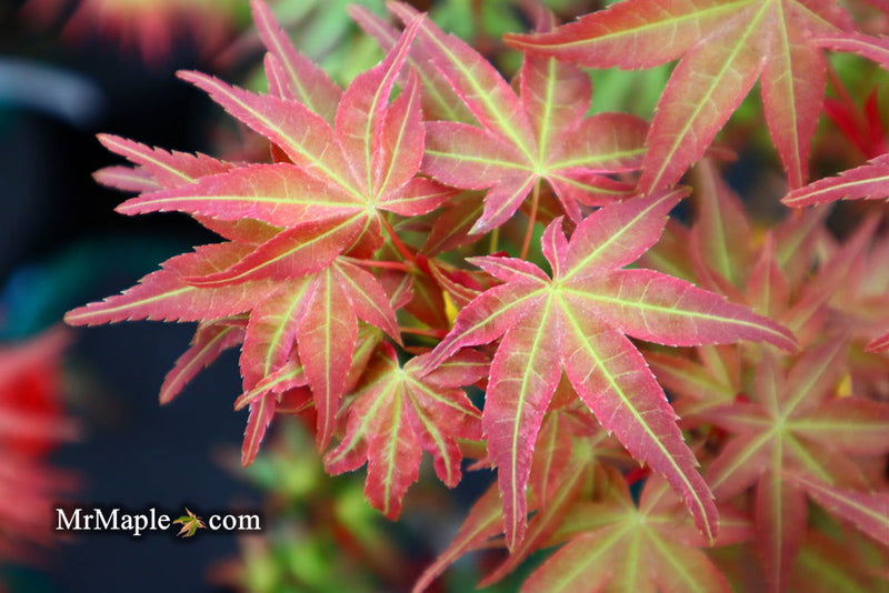 - Acer palmatum 'Kawahara Rose' Japanese Maple - Mr Maple │ Buy Japanese Maple Trees