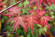 - Acer palmatum 'Kawahara Rose' Japanese Maple - Mr Maple │ Buy Japanese Maple Trees