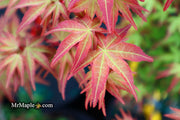 - Acer palmatum 'Kawahara Rose' Japanese Maple - Mr Maple │ Buy Japanese Maple Trees