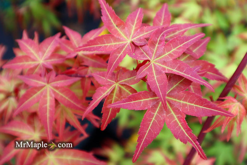 - Acer palmatum 'Kawahara Rose' Japanese Maple - Mr Maple │ Buy Japanese Maple Trees