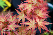 - Acer palmatum 'Kawahara Rose' Japanese Maple - Mr Maple │ Buy Japanese Maple Trees