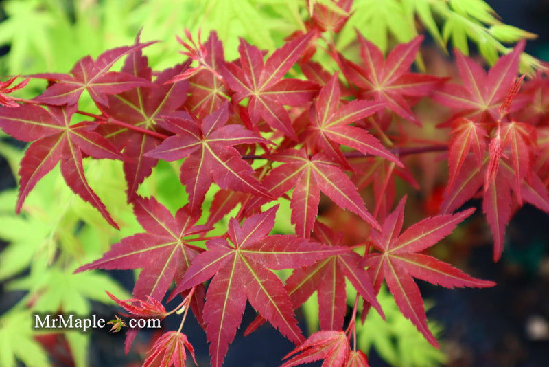- Acer palmatum 'Kawahara Rose' Japanese Maple - Mr Maple │ Buy Japanese Maple Trees