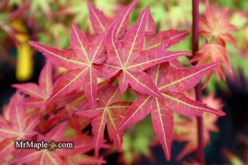 - Acer palmatum 'Kawahara Rose' Japanese Maple - Mr Maple │ Buy Japanese Maple Trees