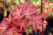 - Acer palmatum 'Kawahara Rose' Japanese Maple - Mr Maple │ Buy Japanese Maple Trees