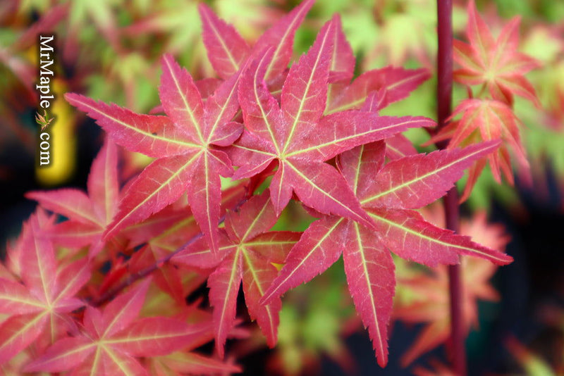 - Acer palmatum 'Kawahara Rose' Japanese Maple - Mr Maple │ Buy Japanese Maple Trees