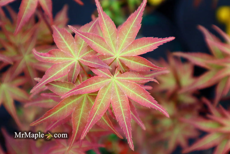 - Acer palmatum 'Kawahara Rose' Japanese Maple - Mr Maple │ Buy Japanese Maple Trees