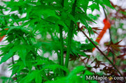 - Acer palmatum 'Kawahara no midori' Green Bark Japanese Maple - Mr Maple │ Buy Japanese Maple Trees