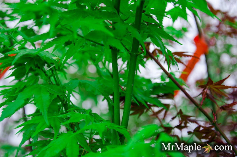 - Acer palmatum 'Kawahara no midori' Green Bark Japanese Maple - Mr Maple │ Buy Japanese Maple Trees