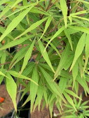- Acer palmatum 'Kenbu' Japanese Maple - Mr Maple │ Buy Japanese Maple Trees