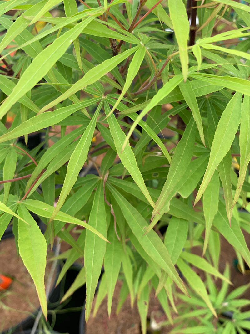 - Acer palmatum 'Kenbu' Japanese Maple - Mr Maple │ Buy Japanese Maple Trees