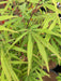 '- Acer palmatum 'Kenbu' Japanese Maple - Mr Maple │ Buy Japanese Maple Trees