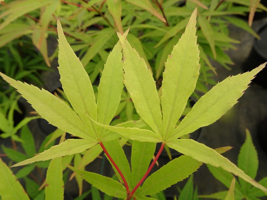 '- Acer palmatum 'Kenbu' Japanese Maple - Mr Maple │ Buy Japanese Maple Trees