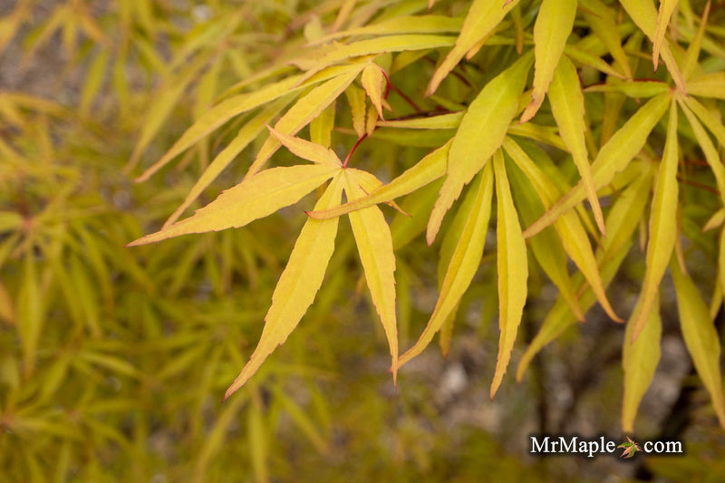 - Acer palmatum 'Kenbu' Japanese Maple - Mr Maple │ Buy Japanese Maple Trees