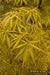 '- Acer palmatum 'Kenbu' Japanese Maple - Mr Maple │ Buy Japanese Maple Trees