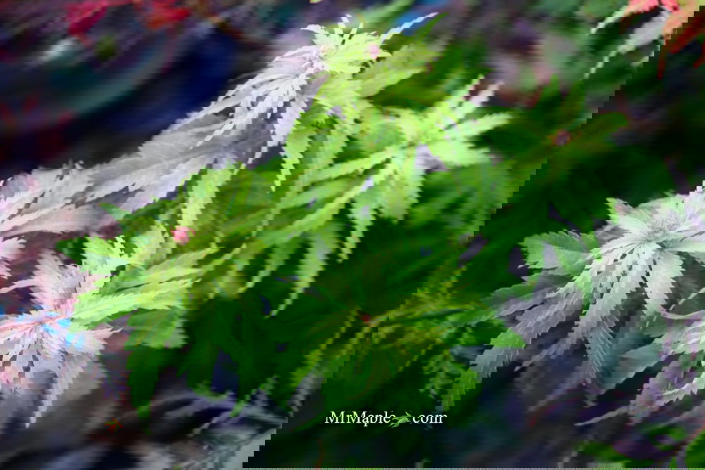 Buy Acer palmatum 'Kennedale Sunrise' Japanese Maple — Mr Maple