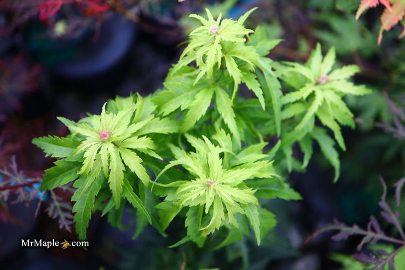 - Acer palmatum 'Kennedale Sunrise' Japanese Maple - Mr Maple │ Buy Japanese Maple Trees