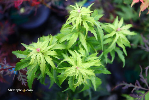 - Acer palmatum 'Kennedale Sunrise' Japanese Maple - Mr Maple │ Buy Japanese Maple Trees