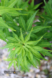 - Acer palmatum 'Kennedale Sunrise' Japanese Maple - Mr Maple │ Buy Japanese Maple Trees