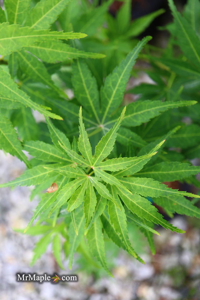 - Acer palmatum 'Kennedale Sunrise' Japanese Maple - Mr Maple │ Buy Japanese Maple Trees