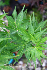 - Acer palmatum 'Kennedale Sunrise' Japanese Maple - Mr Maple │ Buy Japanese Maple Trees