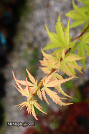 - Acer palmatum 'Kennedale Sunrise' Japanese Maple - Mr Maple │ Buy Japanese Maple Trees
