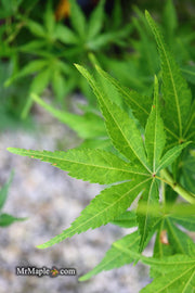 - Acer palmatum 'Kennedale Sunrise' Japanese Maple - Mr Maple │ Buy Japanese Maple Trees