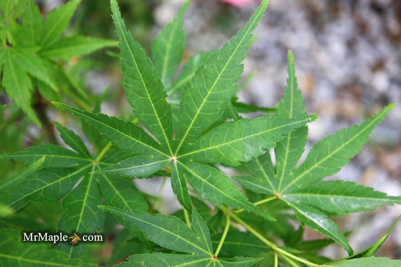 - Acer palmatum 'Kennedale Sunrise' Japanese Maple - Mr Maple │ Buy Japanese Maple Trees