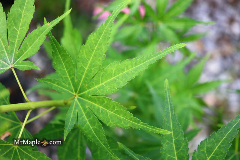 - Acer palmatum 'Kennedale Sunrise' Japanese Maple - Mr Maple │ Buy Japanese Maple Trees