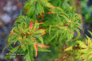 - Acer palmatum 'Kennedale Sunrise' Japanese Maple - Mr Maple │ Buy Japanese Maple Trees