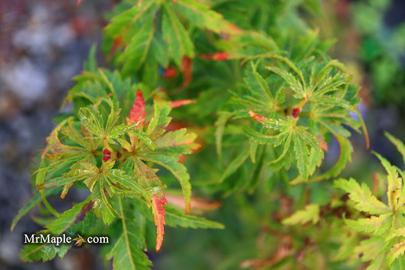 - Acer palmatum 'Kennedale Sunrise' Japanese Maple - Mr Maple │ Buy Japanese Maple Trees