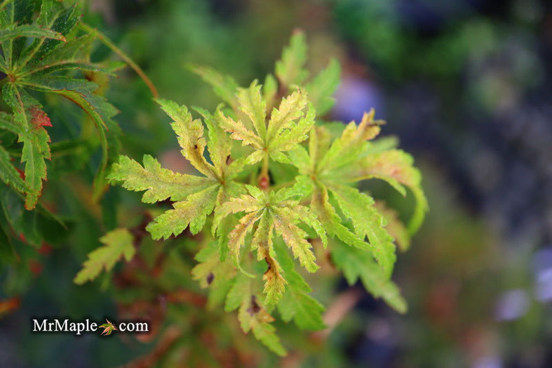 - Acer palmatum 'Kennedale Sunrise' Japanese Maple - Mr Maple │ Buy Japanese Maple Trees