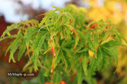 - Acer palmatum 'Kennedale Sunrise' Japanese Maple - Mr Maple │ Buy Japanese Maple Trees