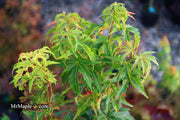 - Acer palmatum 'Kennedale Sunrise' Japanese Maple - Mr Maple │ Buy Japanese Maple Trees