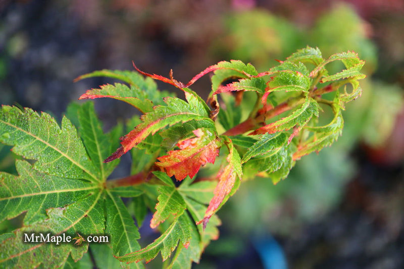 - Acer palmatum 'Kennedale Sunrise' Japanese Maple - Mr Maple │ Buy Japanese Maple Trees