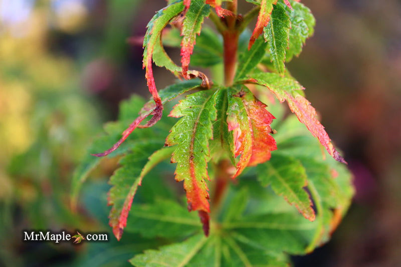 - Acer palmatum 'Kennedale Sunrise' Japanese Maple - Mr Maple │ Buy Japanese Maple Trees