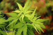 - Acer palmatum 'Kennedale Sunrise' Japanese Maple - Mr Maple │ Buy Japanese Maple Trees