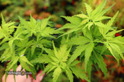- Acer palmatum 'Kennedale Sunrise' Japanese Maple - Mr Maple │ Buy Japanese Maple Trees