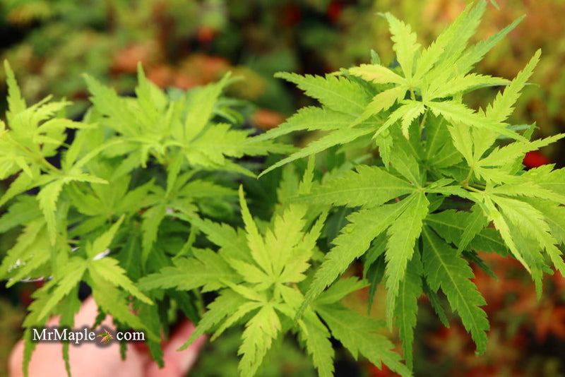 - Acer palmatum 'Kennedale Sunrise' Japanese Maple - Mr Maple │ Buy Japanese Maple Trees