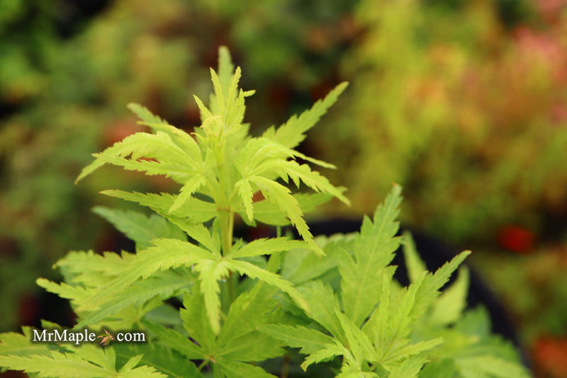 - Acer palmatum 'Kennedale Sunrise' Japanese Maple - Mr Maple │ Buy Japanese Maple Trees