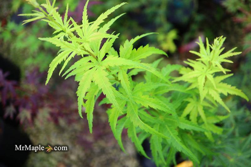 - Acer palmatum 'Kennedale Sunrise' Japanese Maple - Mr Maple │ Buy Japanese Maple Trees