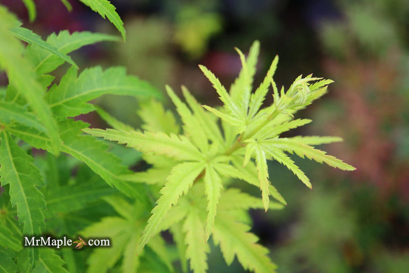 - Acer palmatum 'Kennedale Sunrise' Japanese Maple - Mr Maple │ Buy Japanese Maple Trees