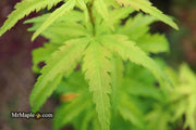 - Acer palmatum 'Kennedale Sunrise' Japanese Maple - Mr Maple │ Buy Japanese Maple Trees