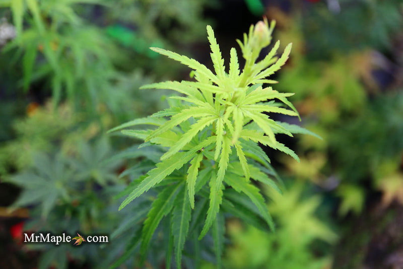 - Acer palmatum 'Kennedale Sunrise' Japanese Maple - Mr Maple │ Buy Japanese Maple Trees
