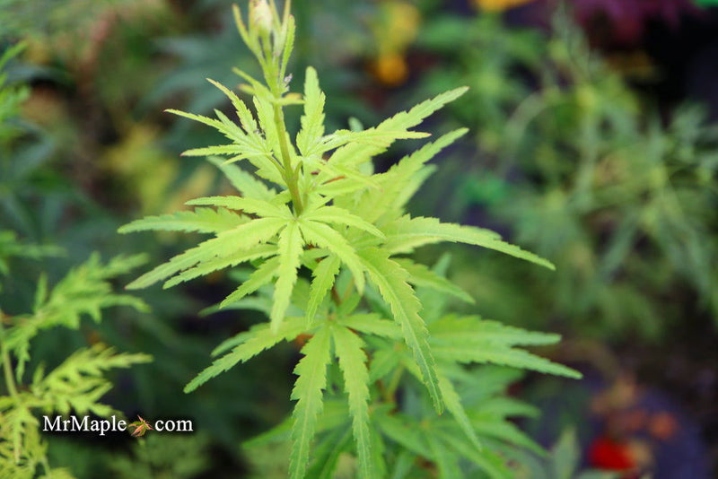 - Acer palmatum 'Kennedale Sunrise' Japanese Maple - Mr Maple │ Buy Japanese Maple Trees
